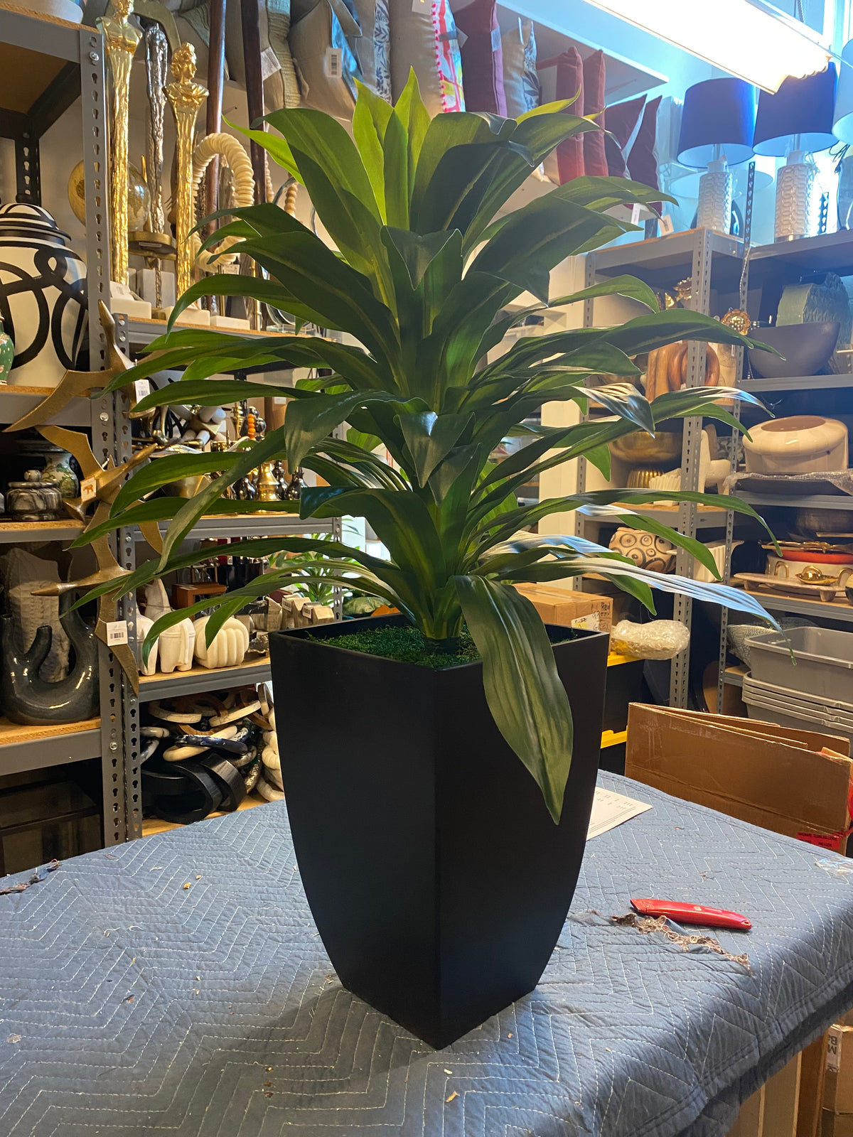 13479 - Faux Dracaena